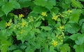 Golden Alexanders Ã¢â¬â Zizia aurea - 2